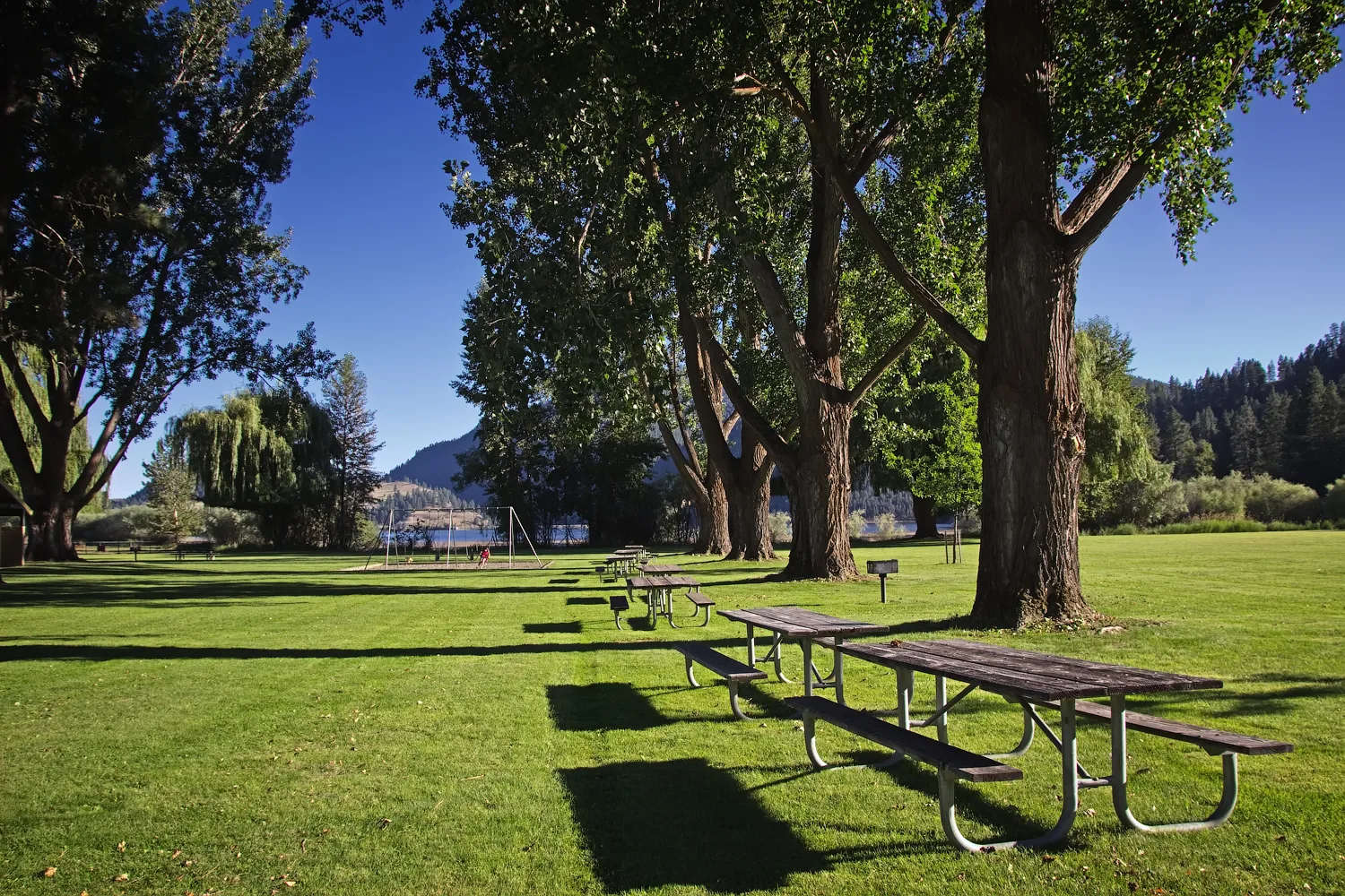 Long picnic tables on a green lawn under tall shade trees