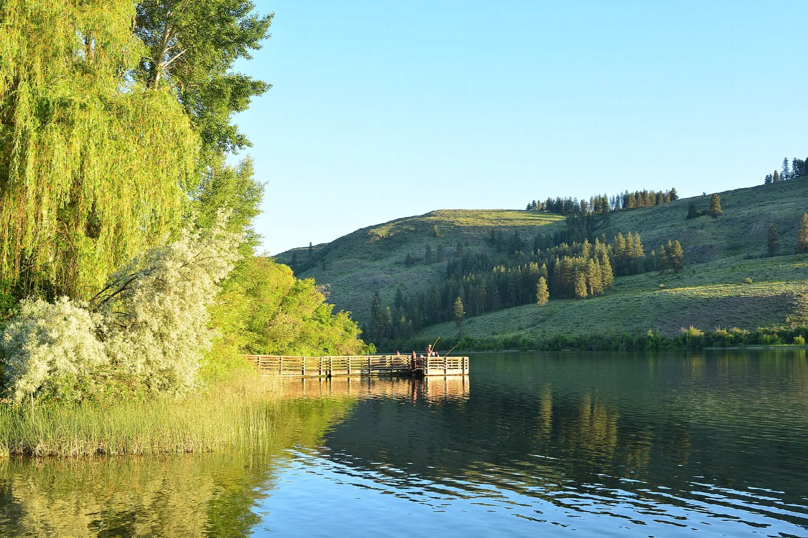 Wooden pier beside a willow below rolling hills