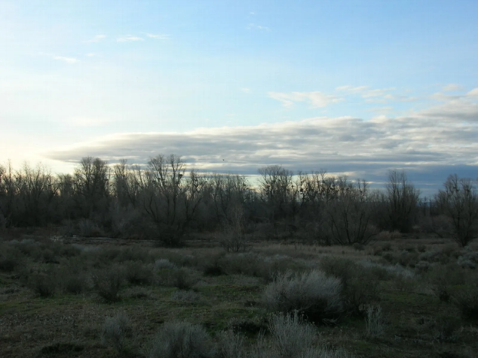Sagebrush steppe with bare trees and a pale evening sky