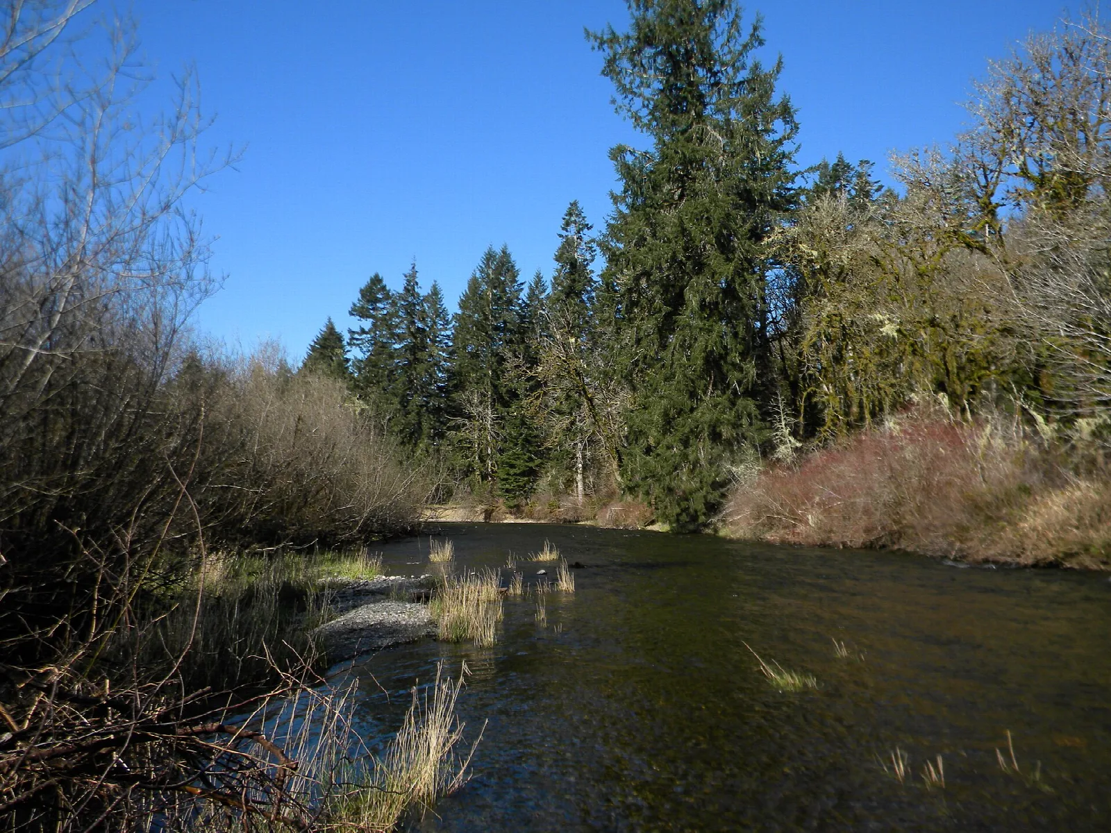 Slow river lined with bare brush and evergreens in sunlight