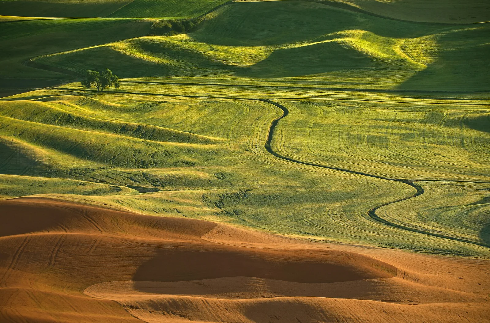 Rolling golden and green Palouse hills with a winding road