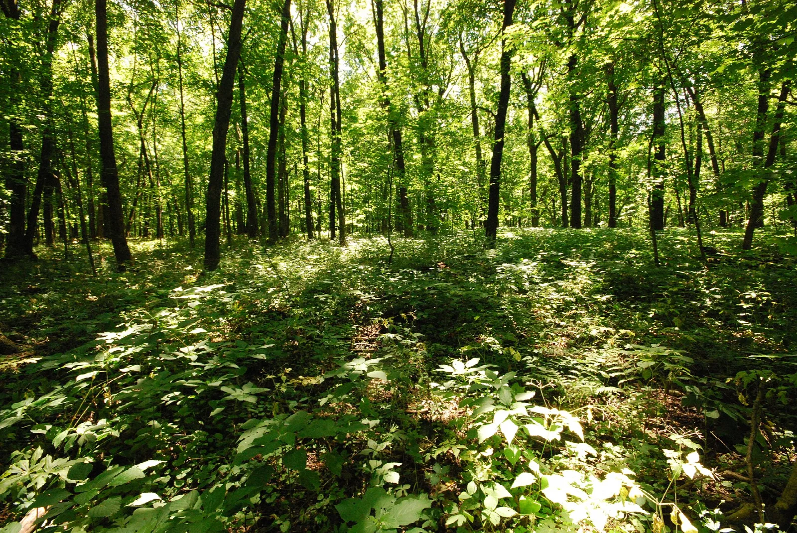 Sunlit hardwood forest with green undergrowth