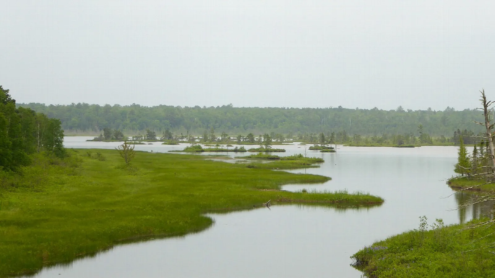 Calm water winding between grassy shores toward a low tree line under gray sky