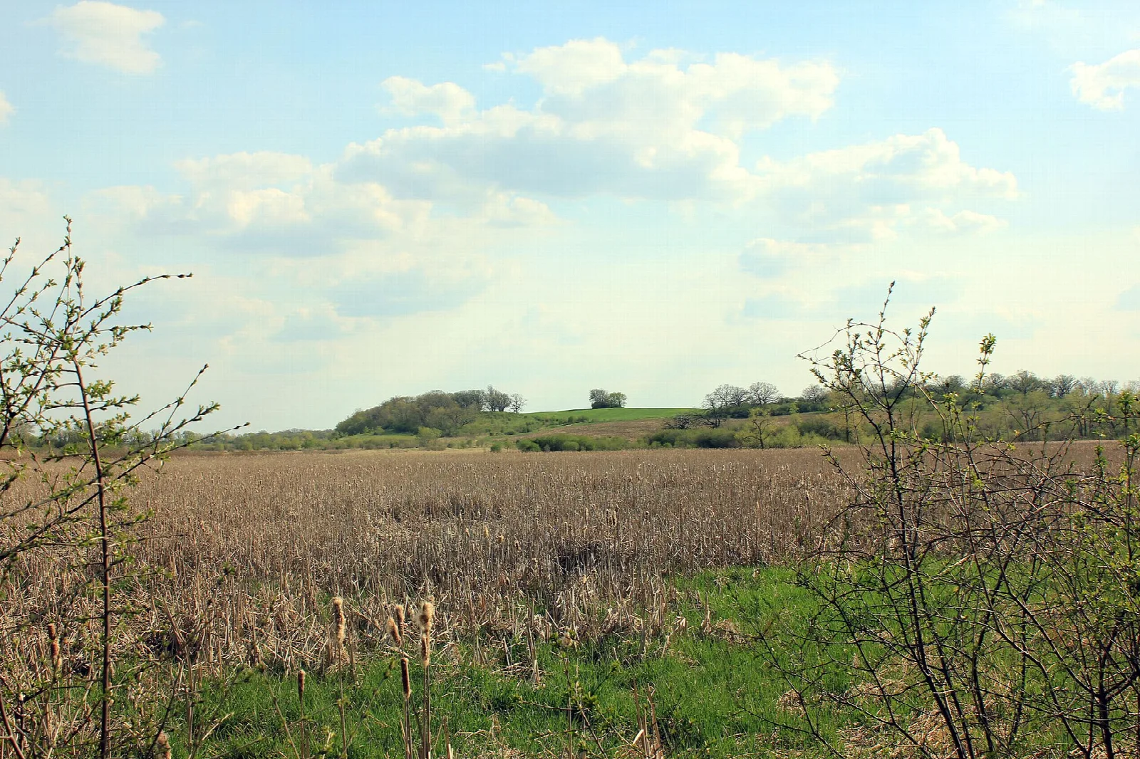 Dry marsh grass field with a wooded rise behind