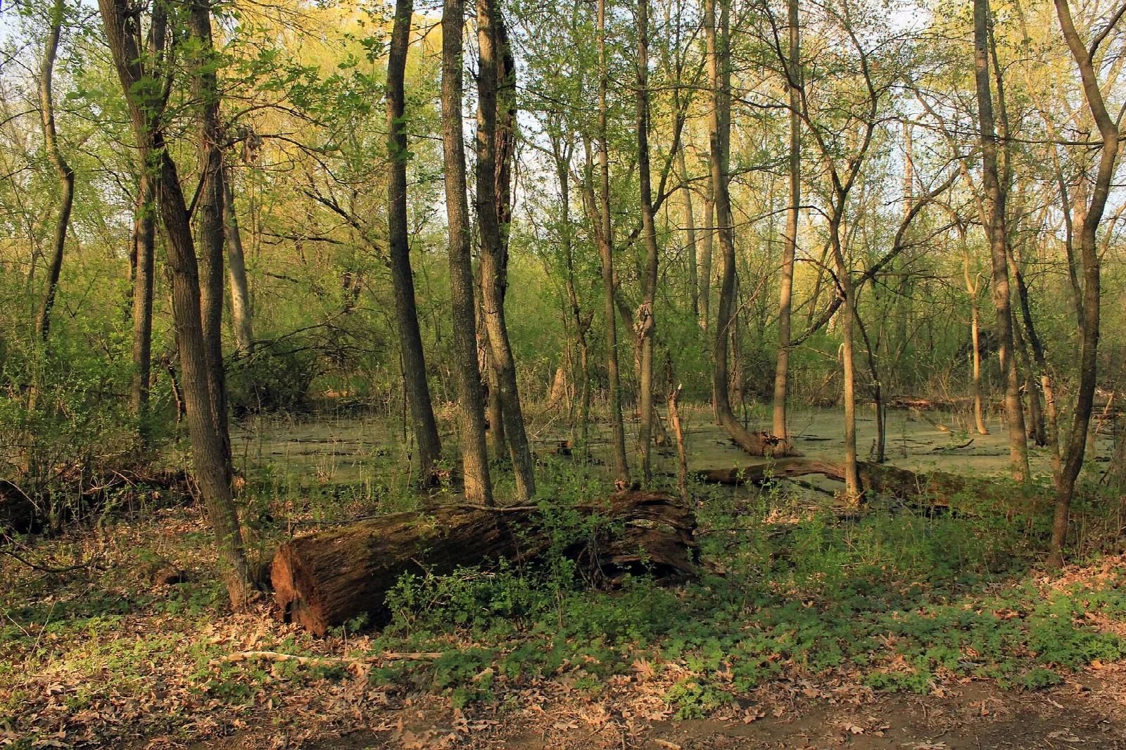 Sunlit open woods with a fallen log on the ground