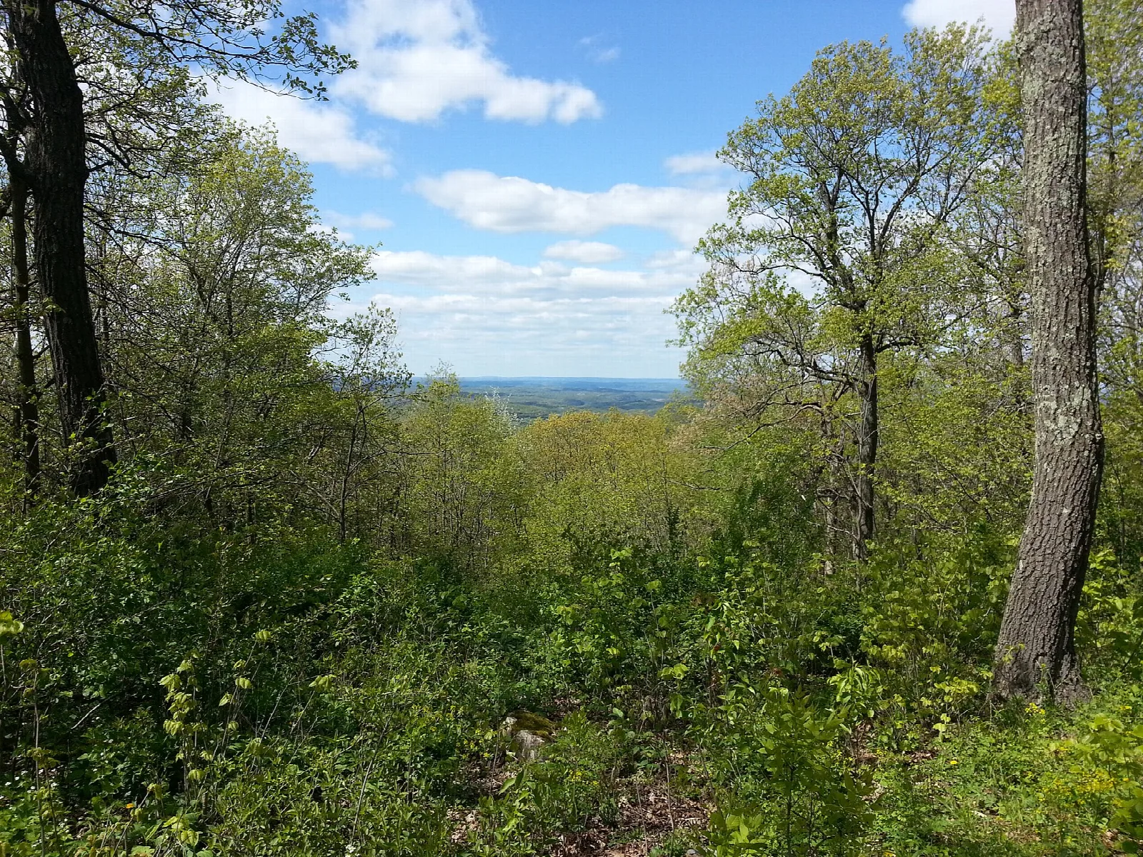 Spring woods opening to a distant river valley under blue sky