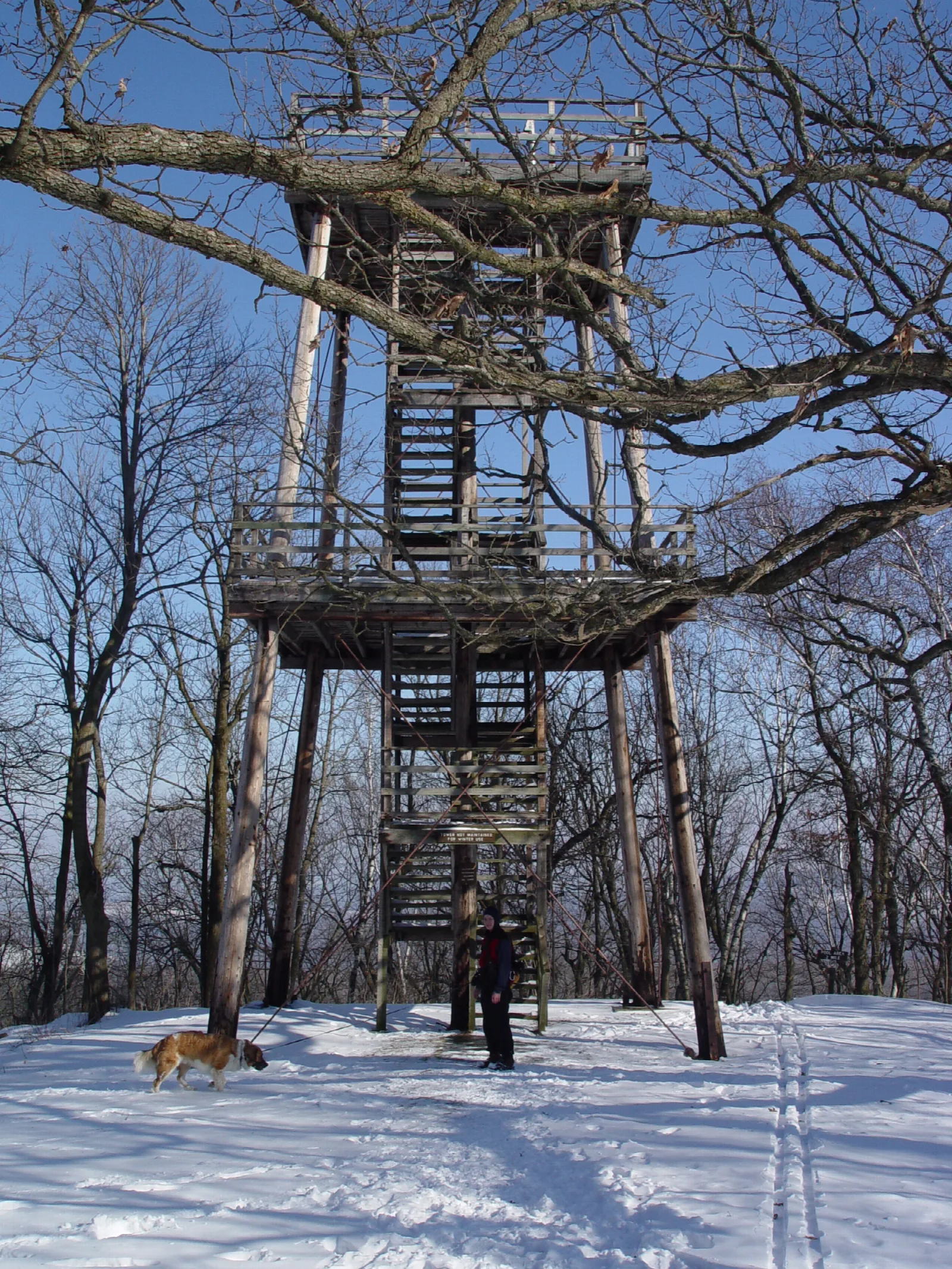 Wooden observation tower rising from bare trees in snow