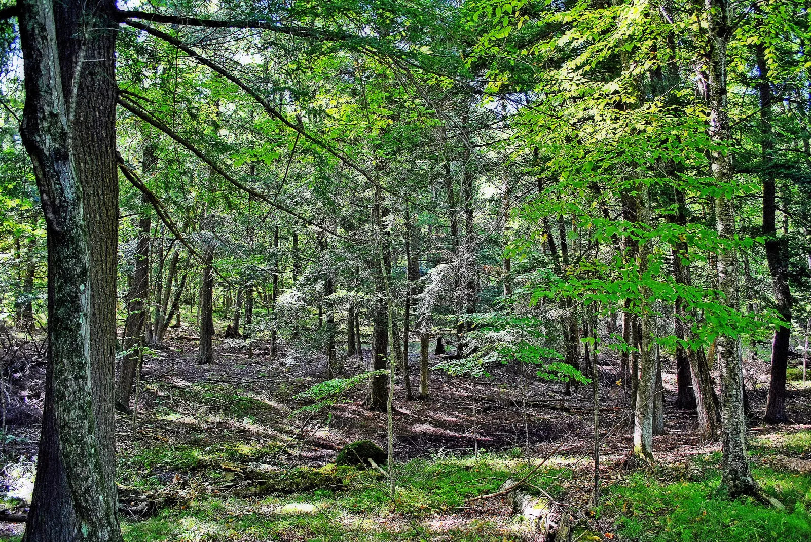 Sunlit forest of tall trees with a leafy floor