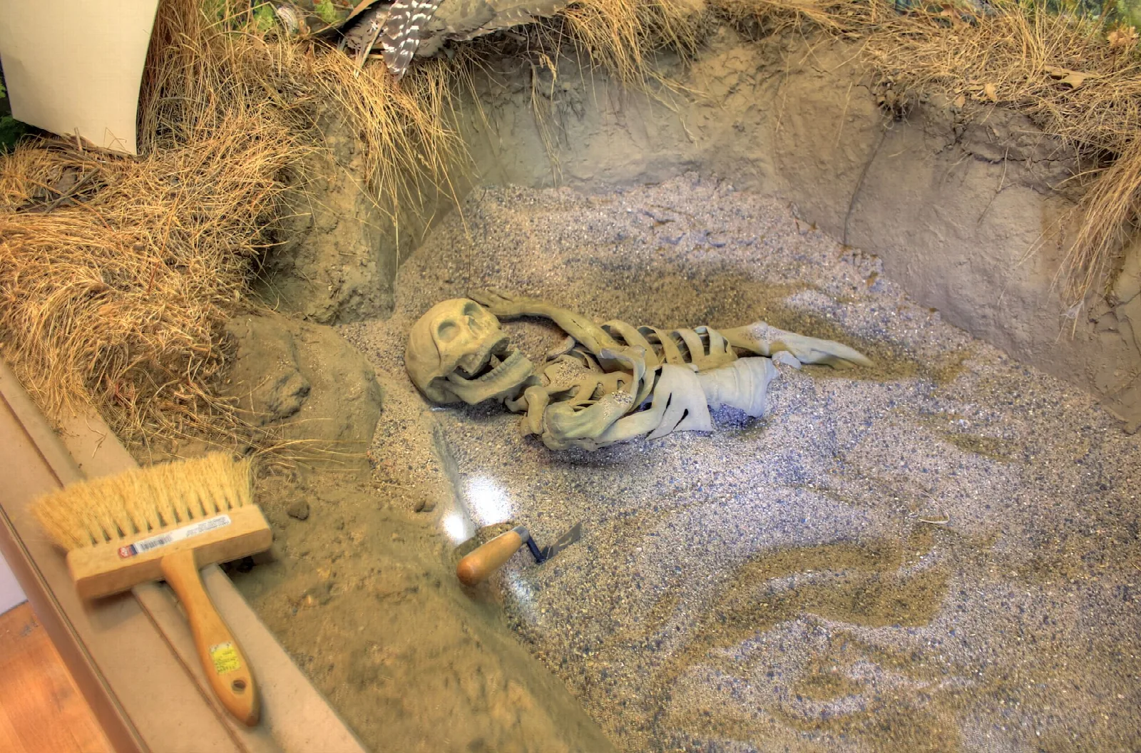 Museum diorama of a skeleton in sand with a brush beside it