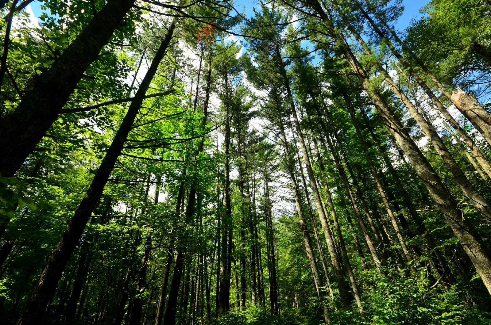 Tall pines seen looking up from the forest floor