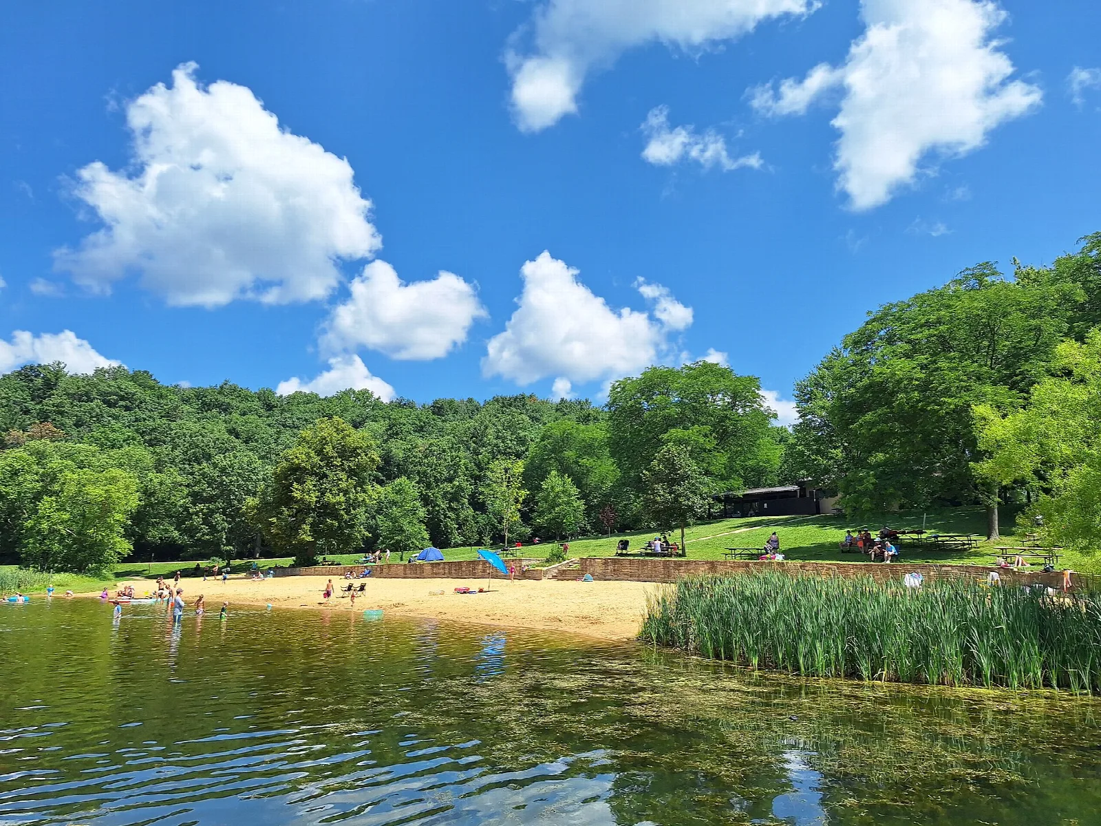 Sandy beach and reeds on a lake with trees behind