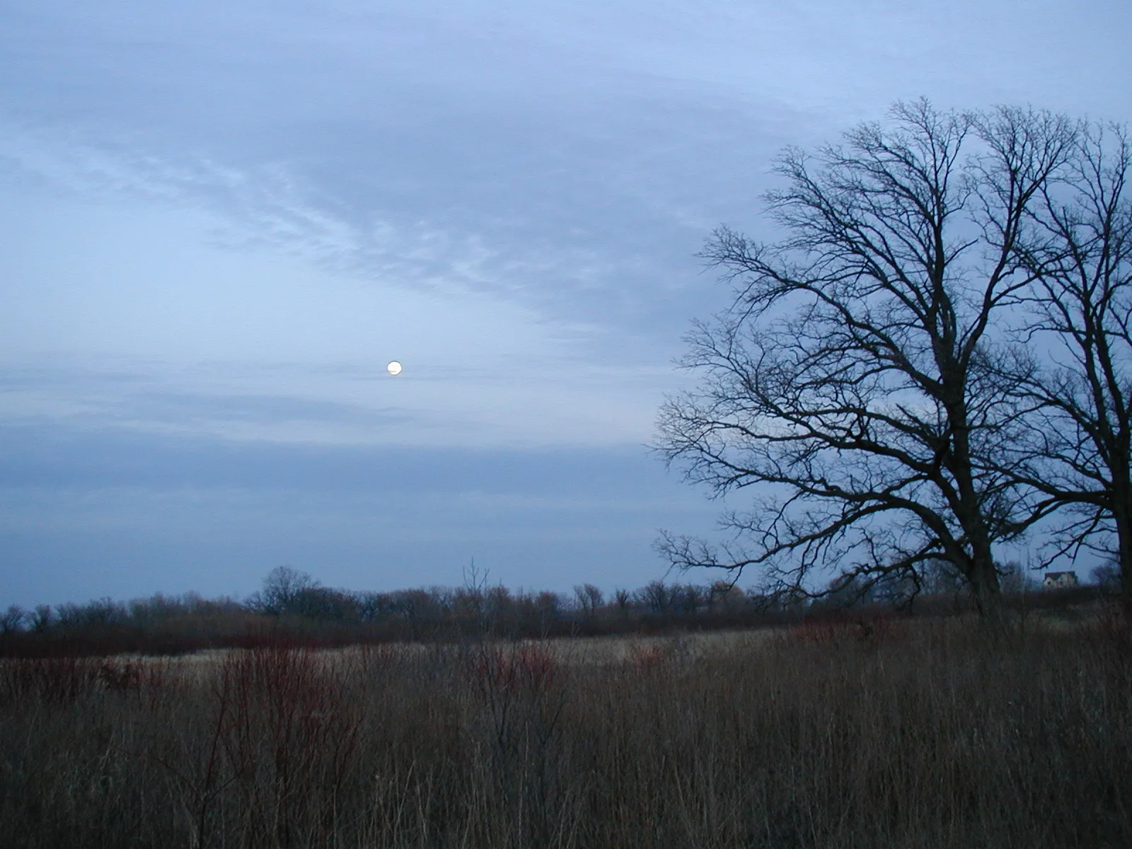 Bare tree and open field under a pale evening sky