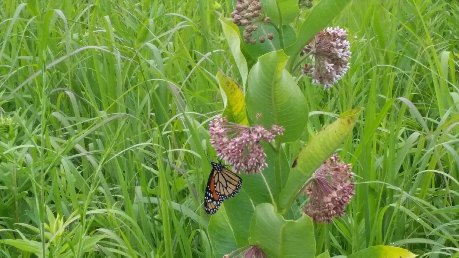 Pink milkweed blossoms with a butterfly in tall grass