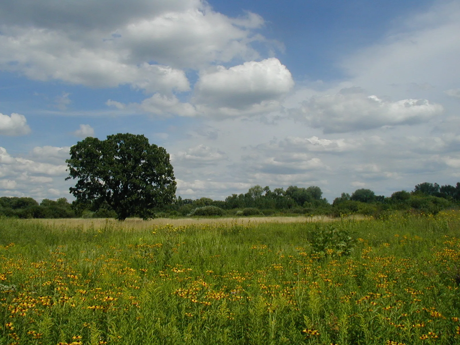 Prairie of yellow flowers with a lone oak tree under clouds