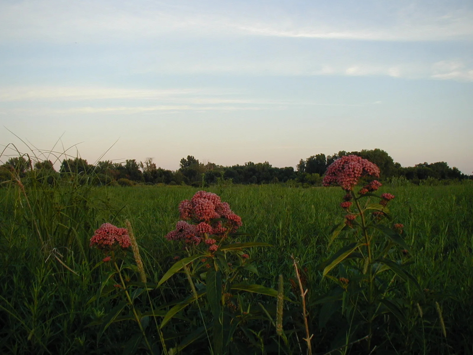 Pink prairie flowers in a field at dusk