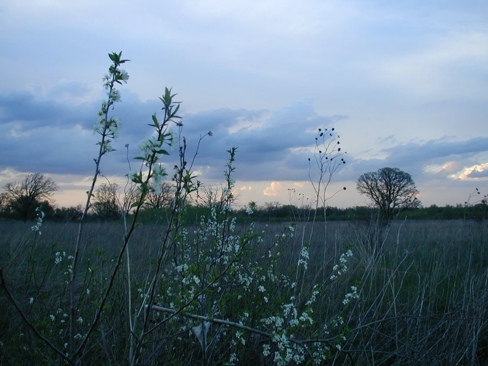 Tall prairie grass and white wildflowers at dusk