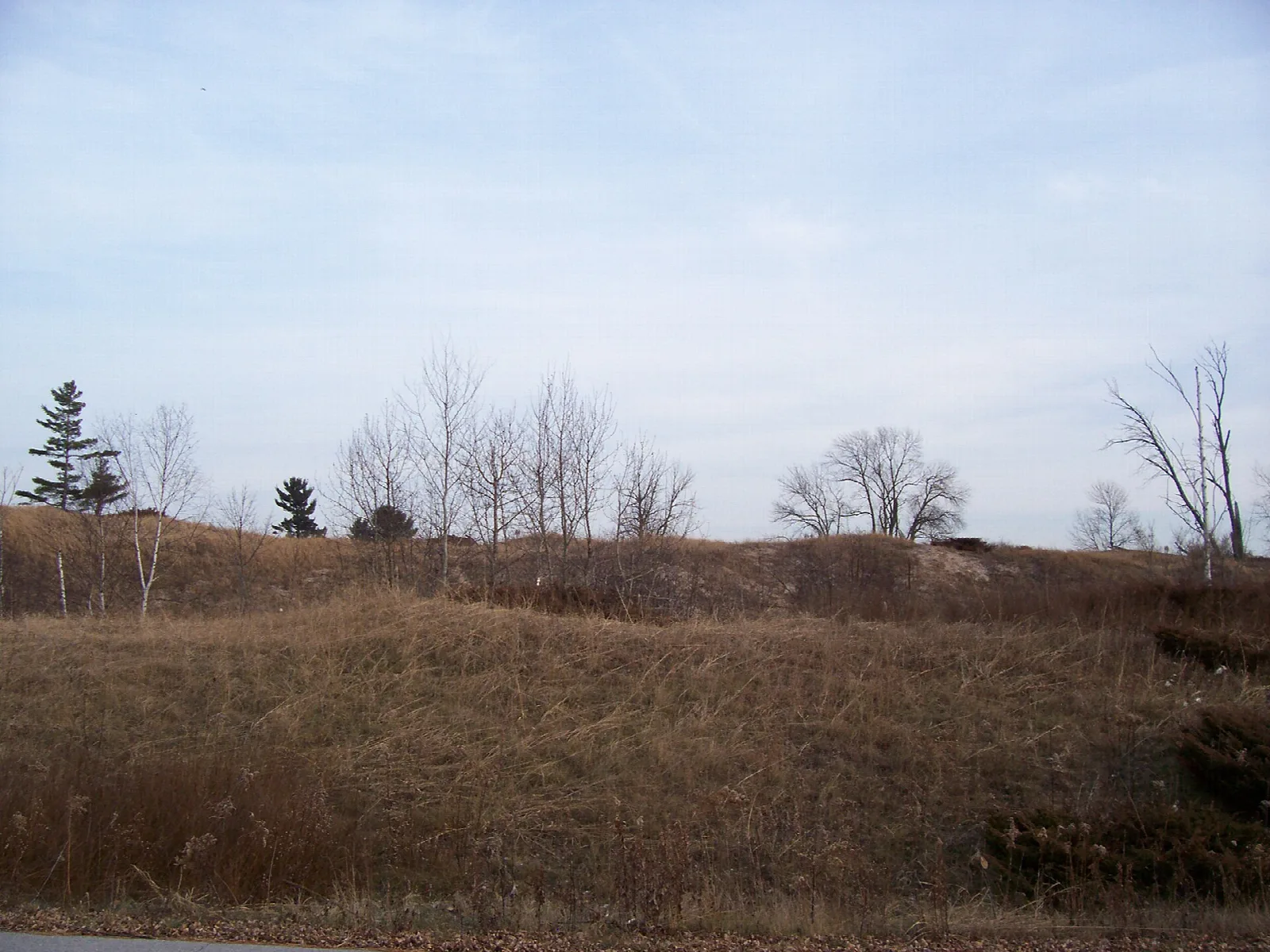 Low grassy dunes with a few bare trees under a pale sky
