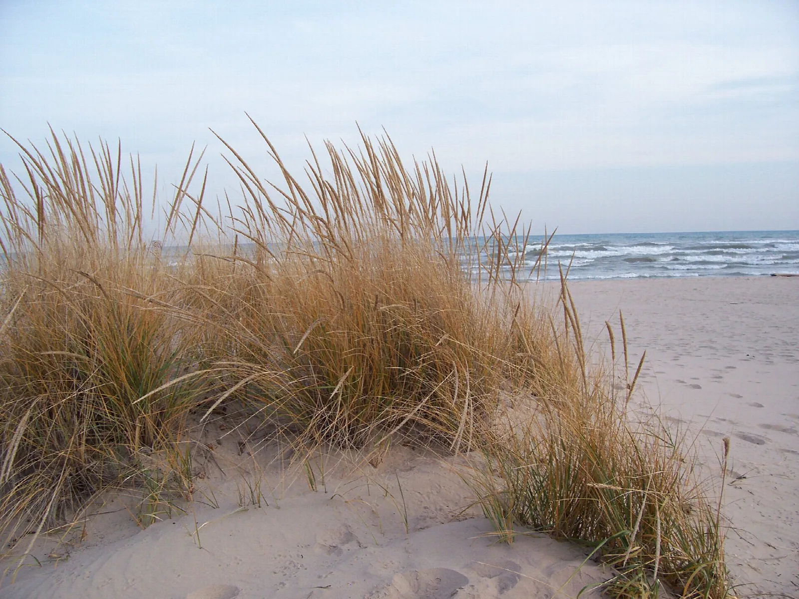 Tall beach grass on a sand dune with Lake Michigan waves behind