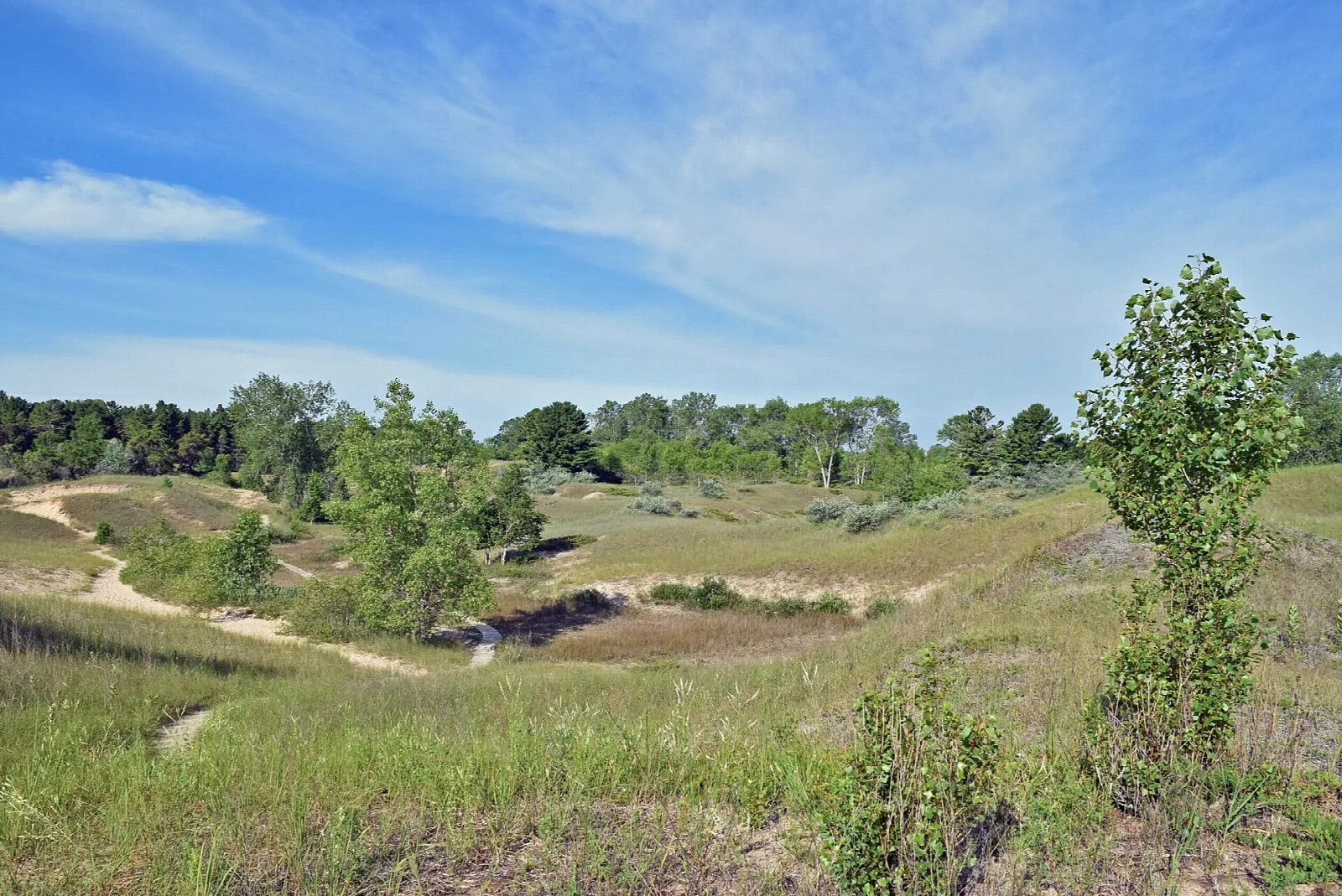 Grassy sand dunes with scattered trees and a sandy trail under blue sky