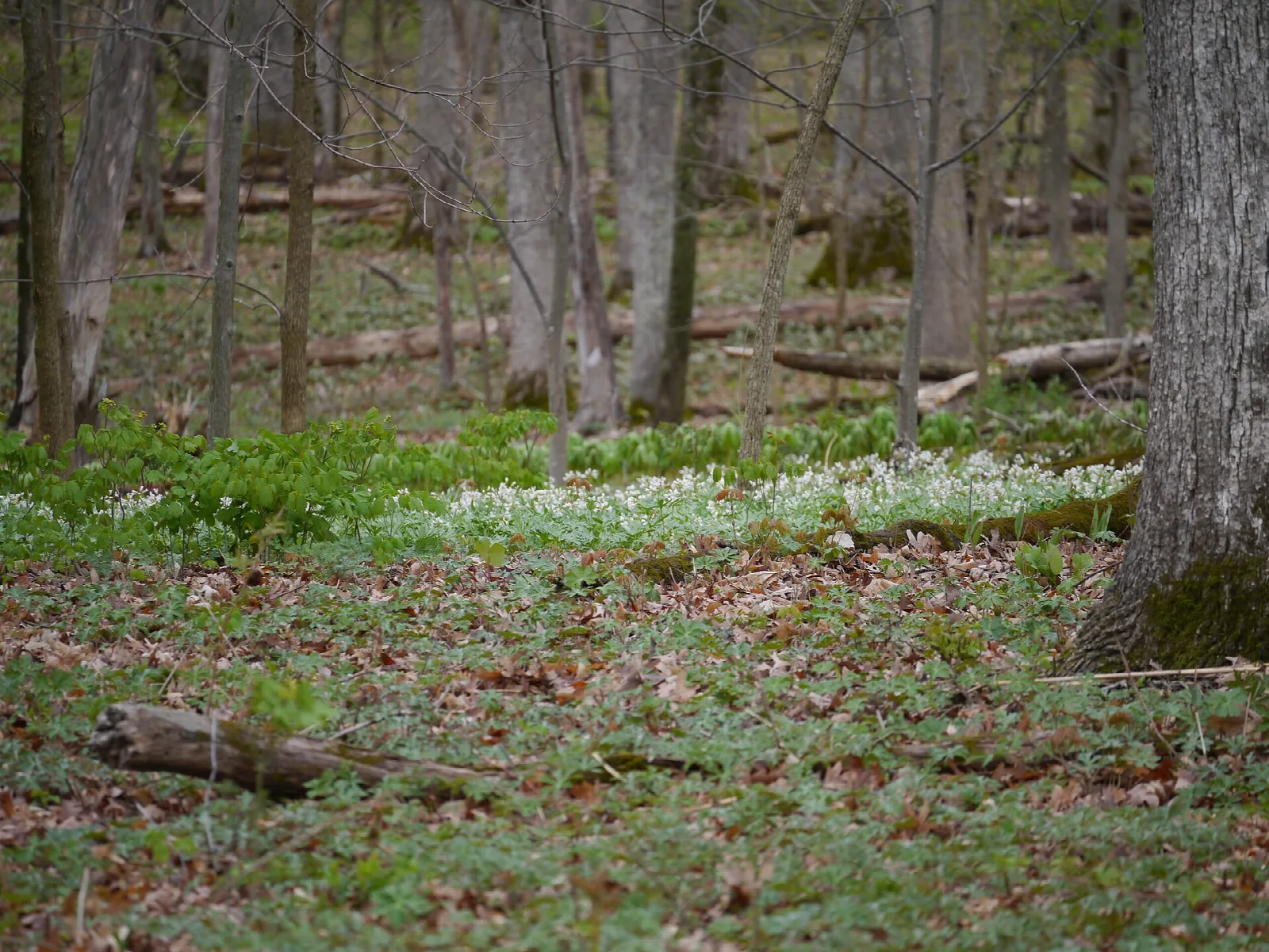 Open oak woodland floor with white spring flowers and a fallen branch