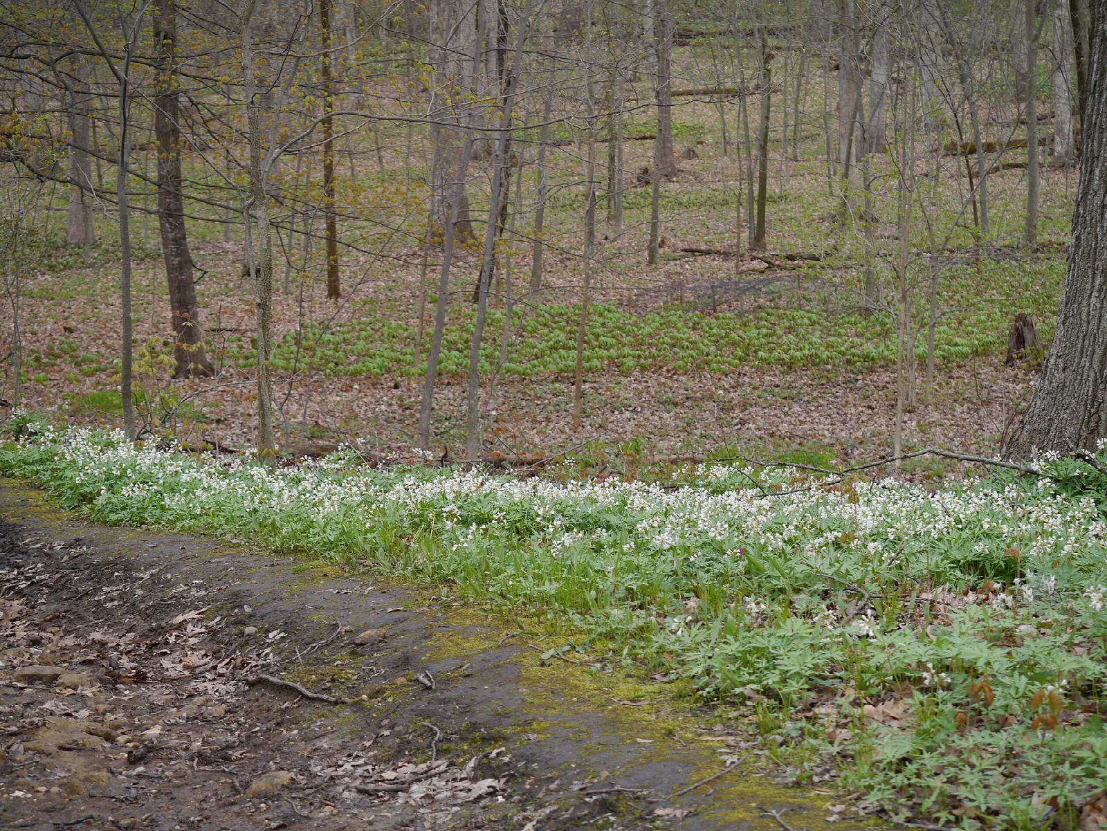 Dirt path through open oak woods with white spring flowers carpeting the ground
