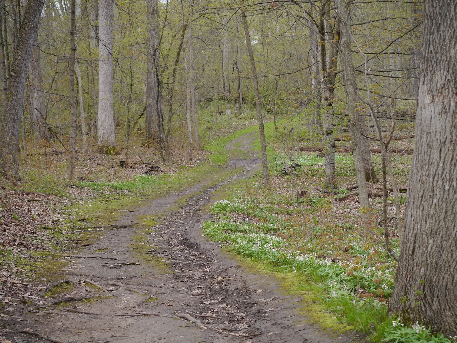 Dirt trail curving through spring woodland with white blooms beside it