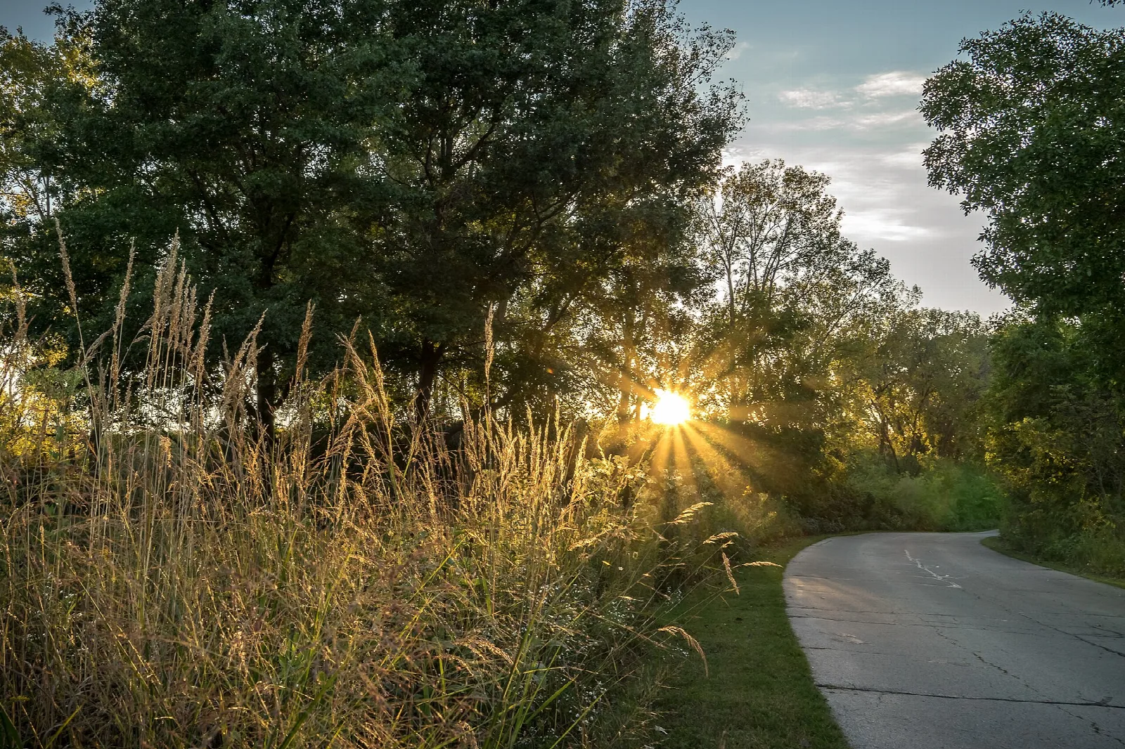 Sun low through tall grass and trees beside a paved path