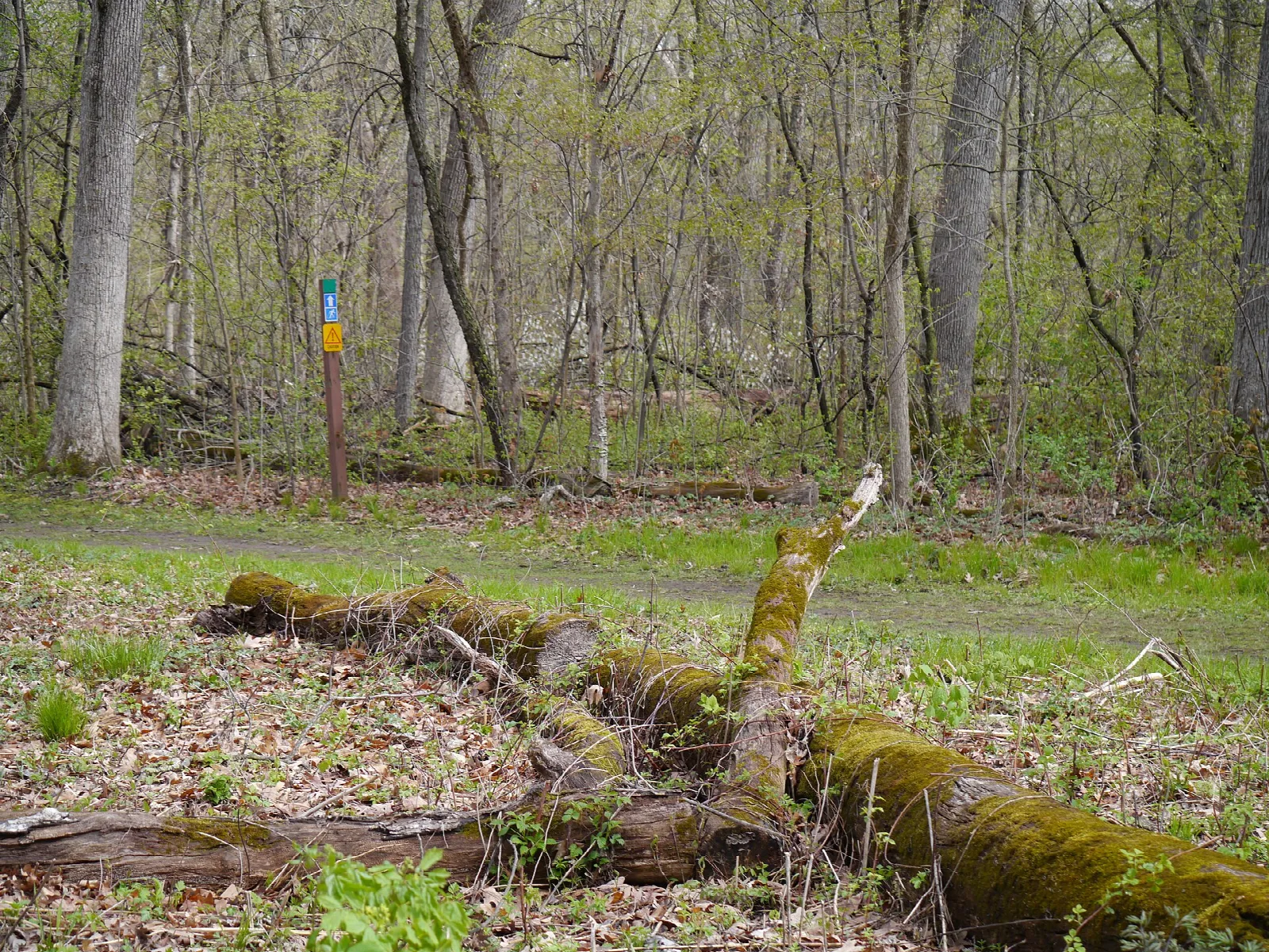 Open spring woodland with a mossy fallen log and a trail marker