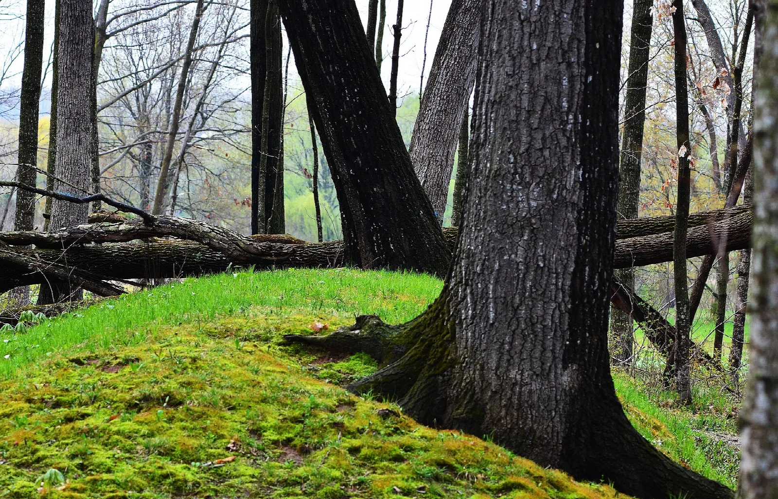 Low grassy mound among tall trees, one tree leaning across it