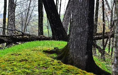 Lizard Mound State Park