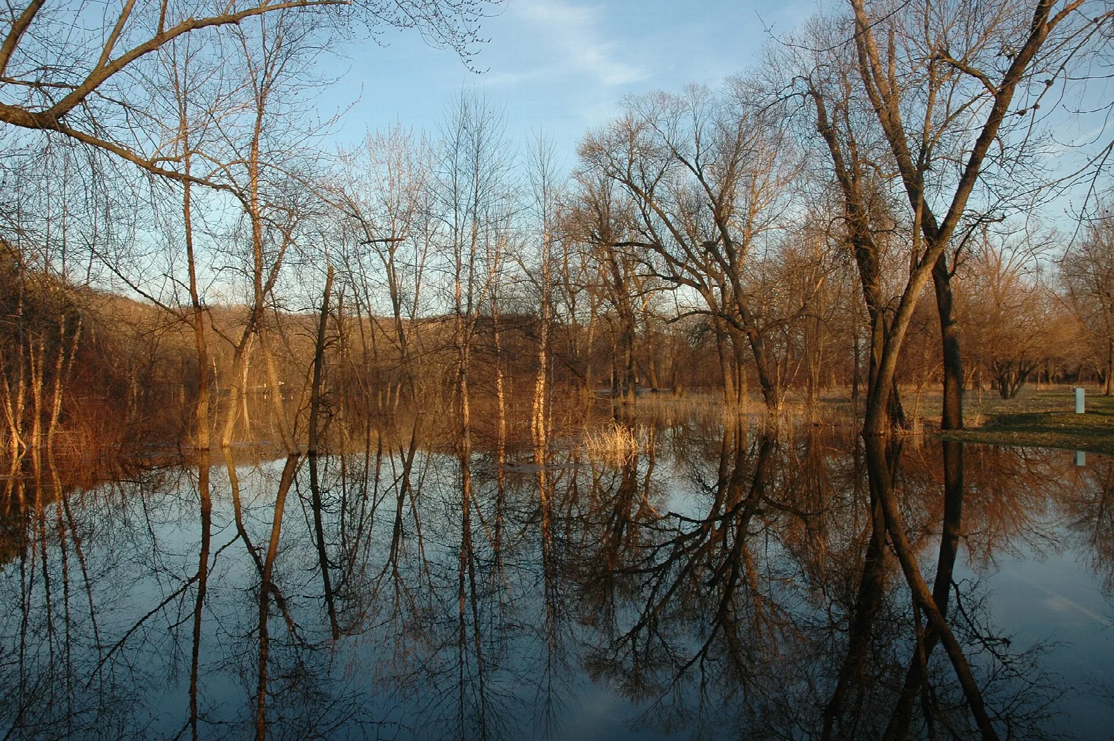 Flooded woods with bare trees reflected in still water at dusk