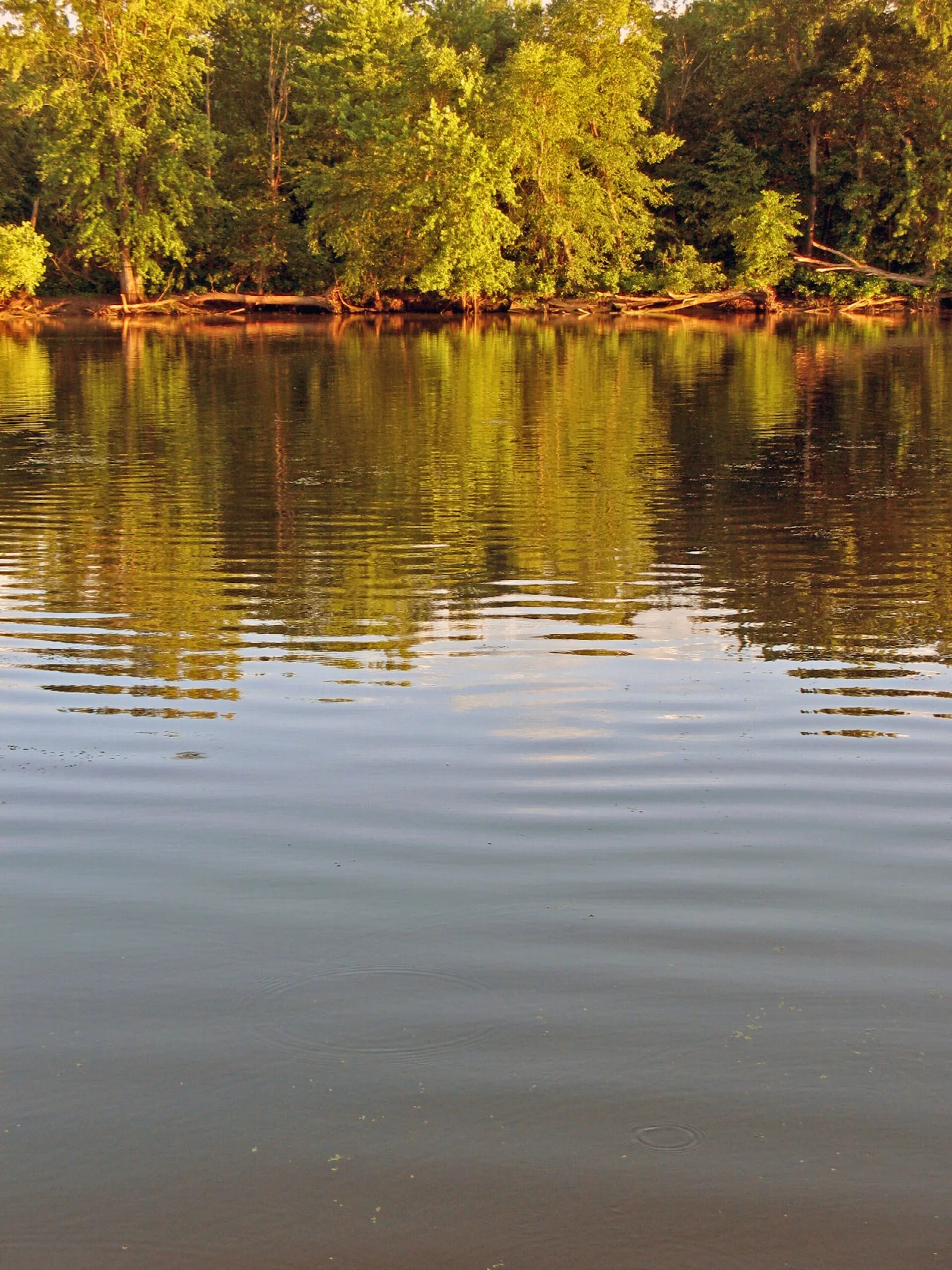 Autumn trees reflected in still water