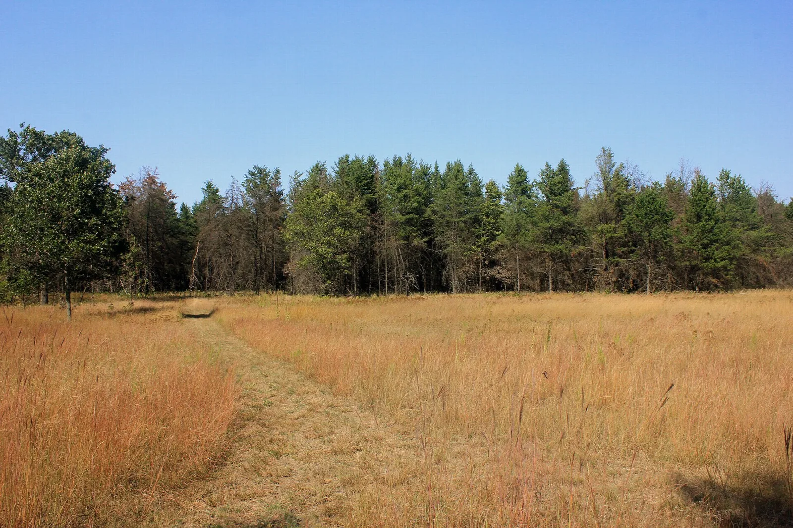 Mown grass path through golden fields toward a line of pines