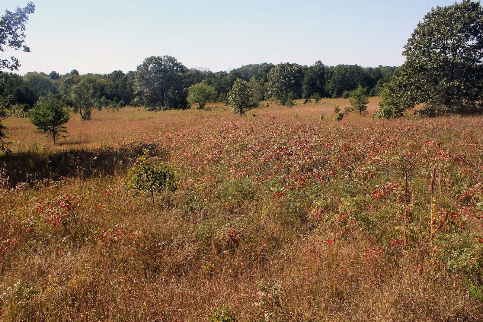 Golden prairie grass with trees under a blue sky
