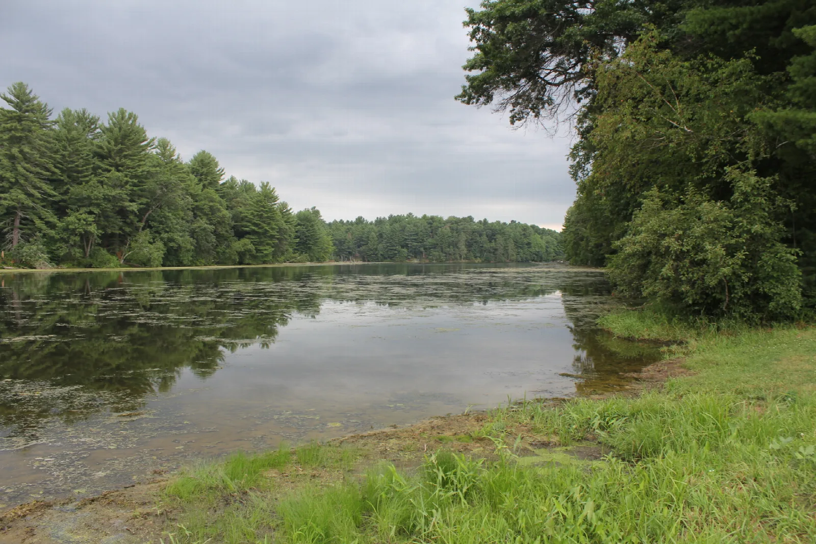Calm lake with pines and a grassy bank under a cloudy sky