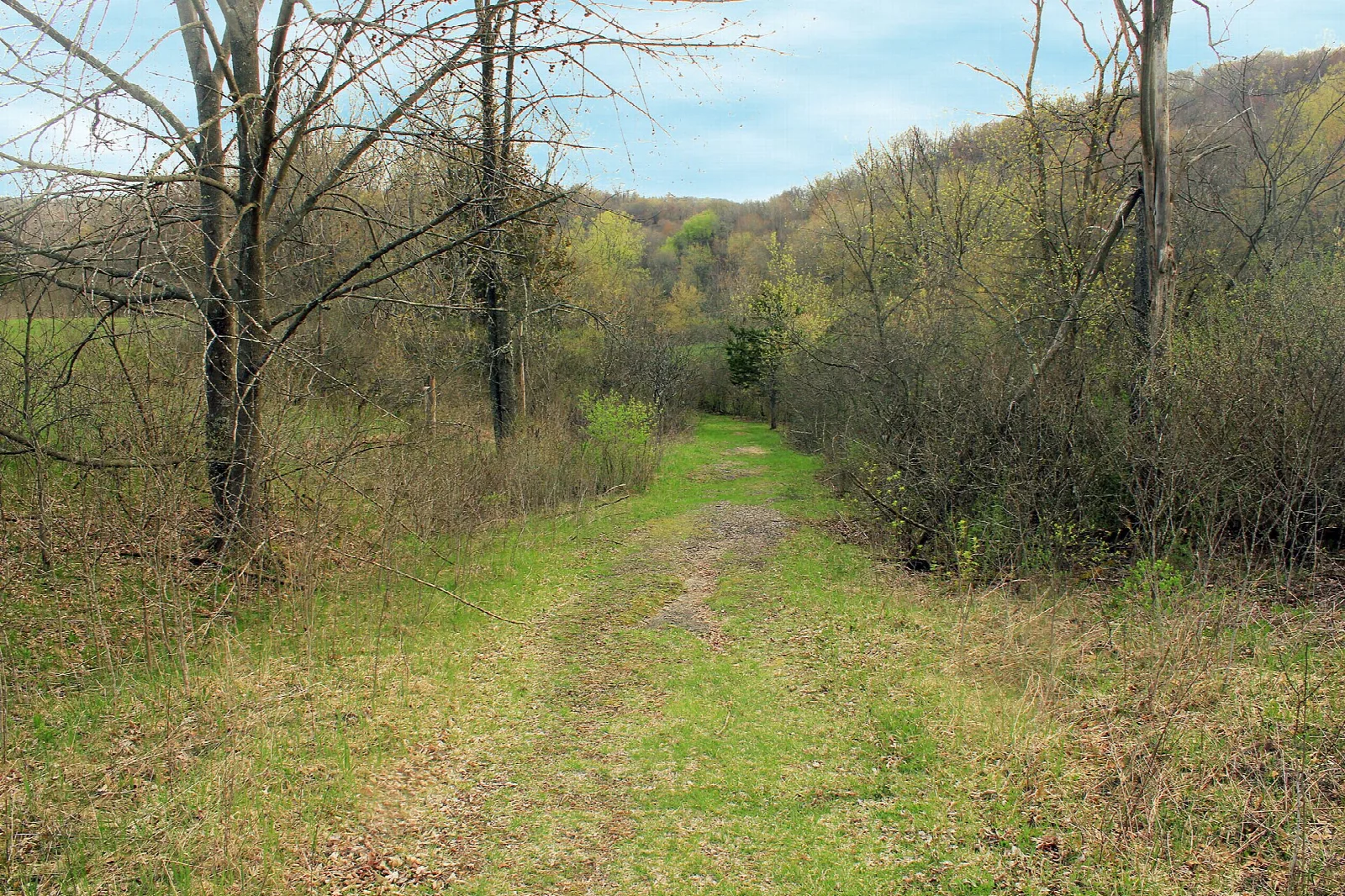 Grassy hiking trail between bare trees and hillside in spring