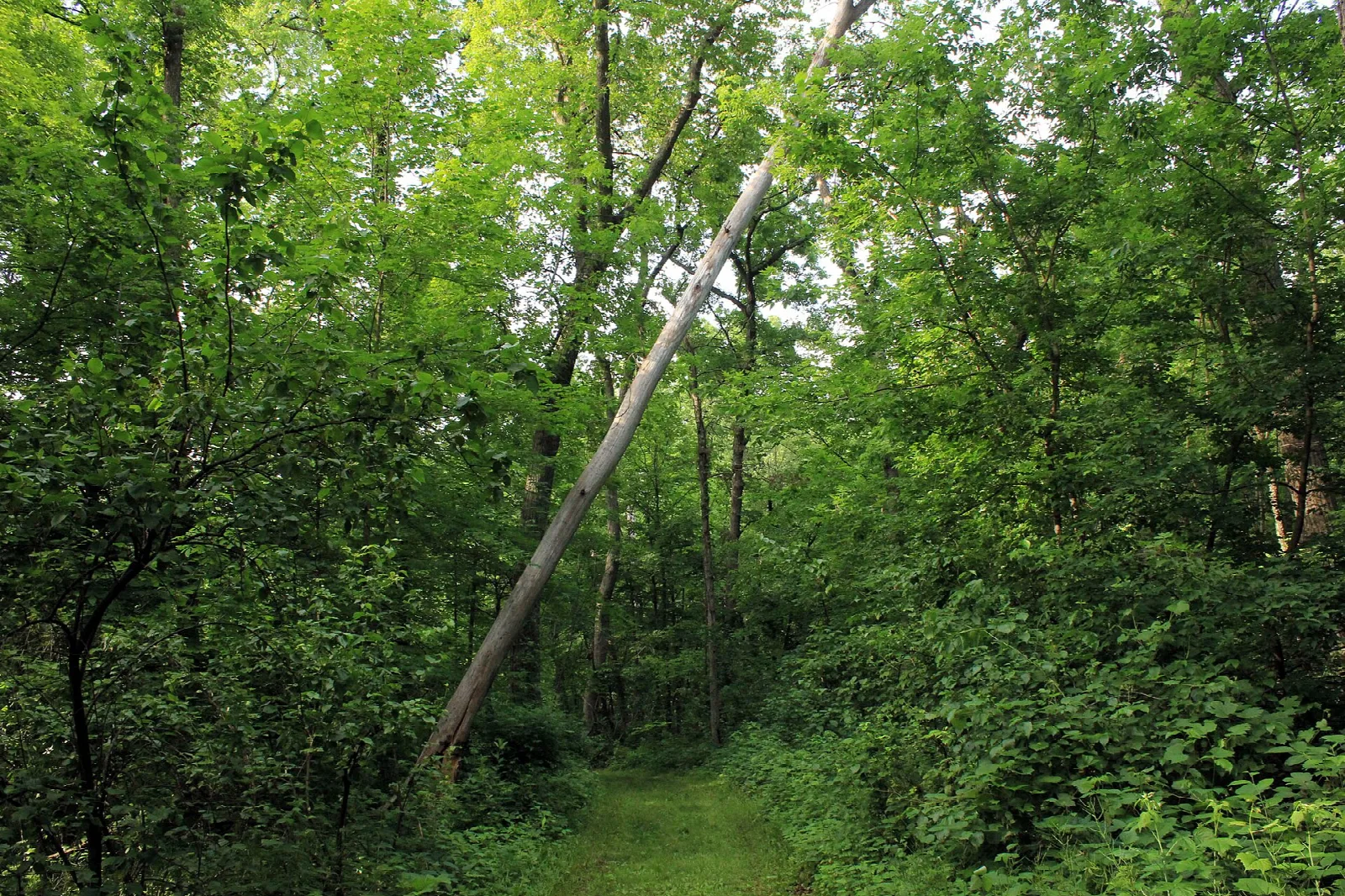 Leaning tree beside a green wooded hiking trail