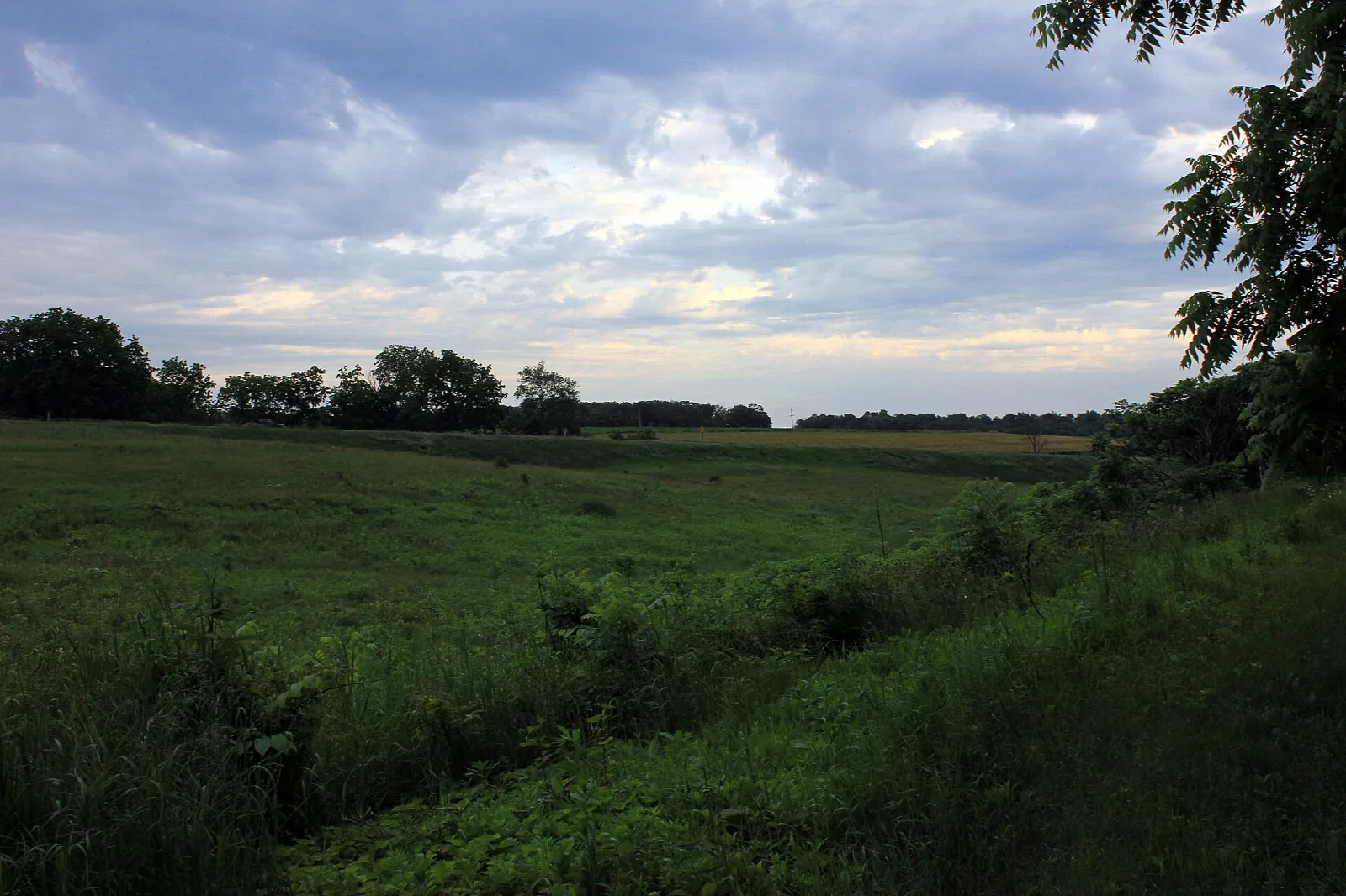 Green meadow under a cloudy sky with a tree-lined horizon