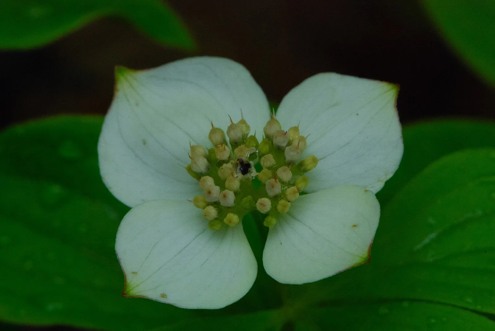 White bunchberry dogwood flower on green leaves