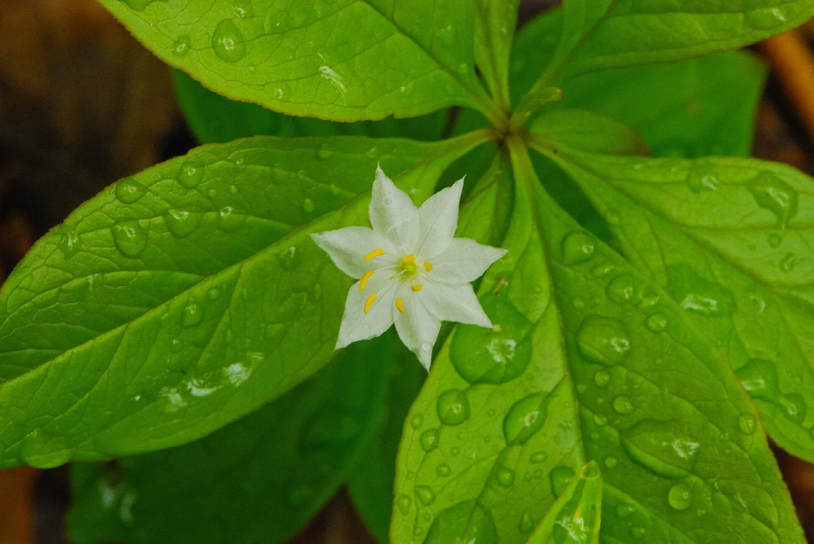 White starflower blooming among bright green leaves