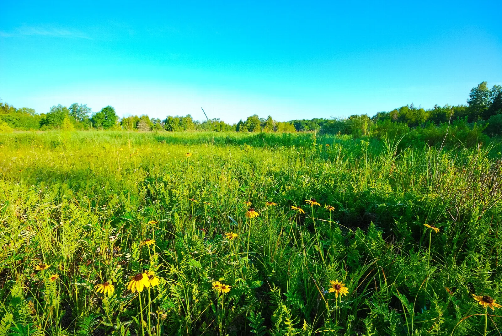 Green meadow with yellow black-eyed Susans under a blue sky