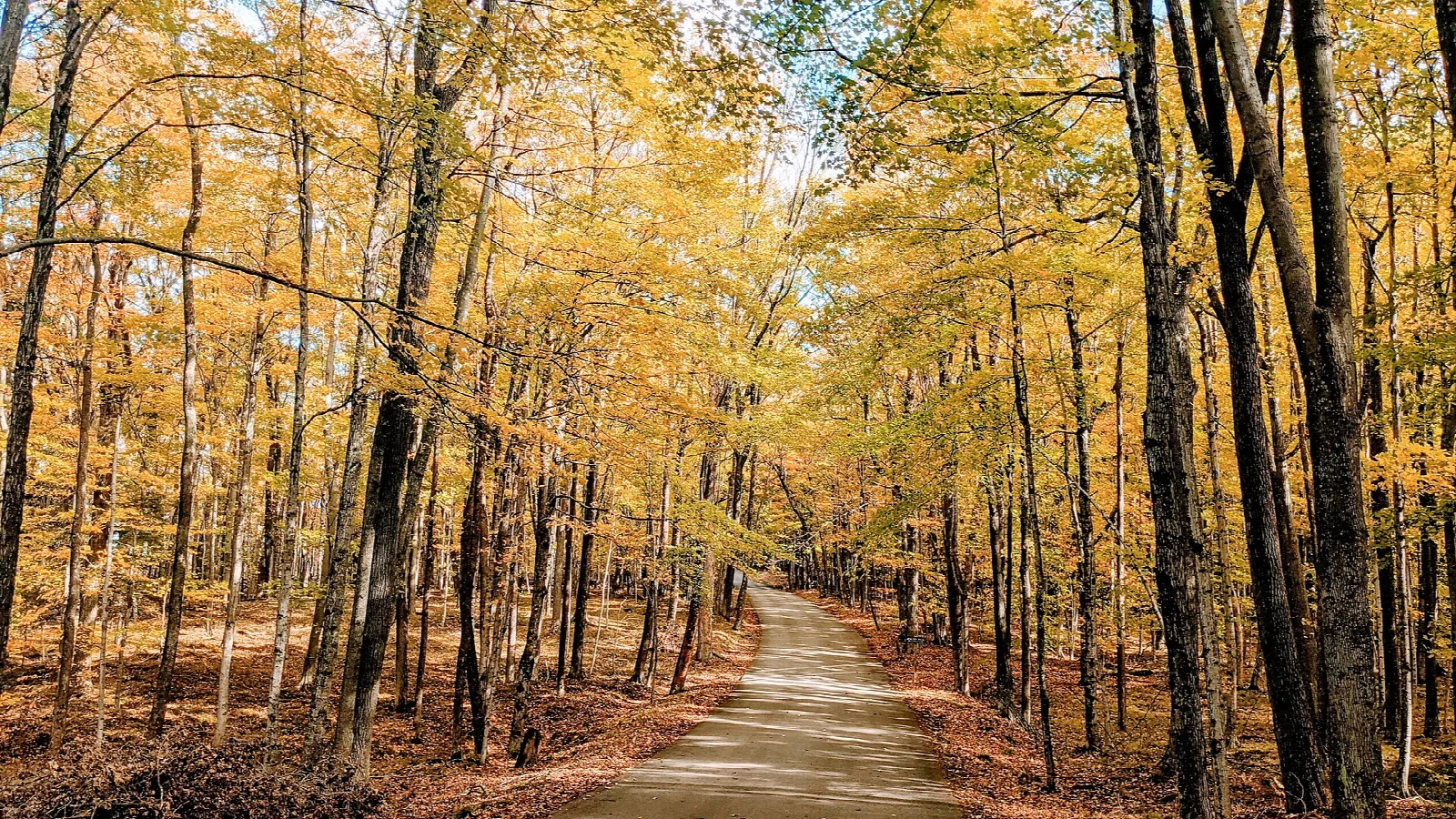 Dirt road running through tall trees with yellow fall leaves