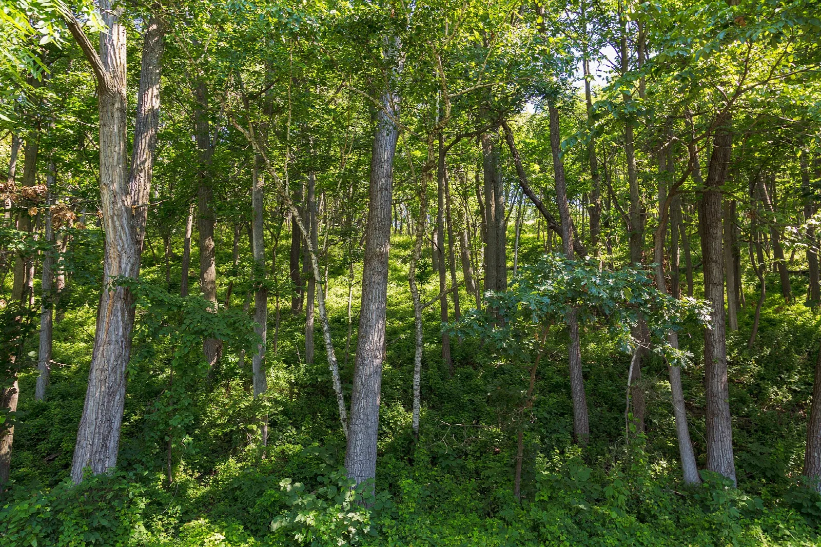 Tall trees in a bright green forest