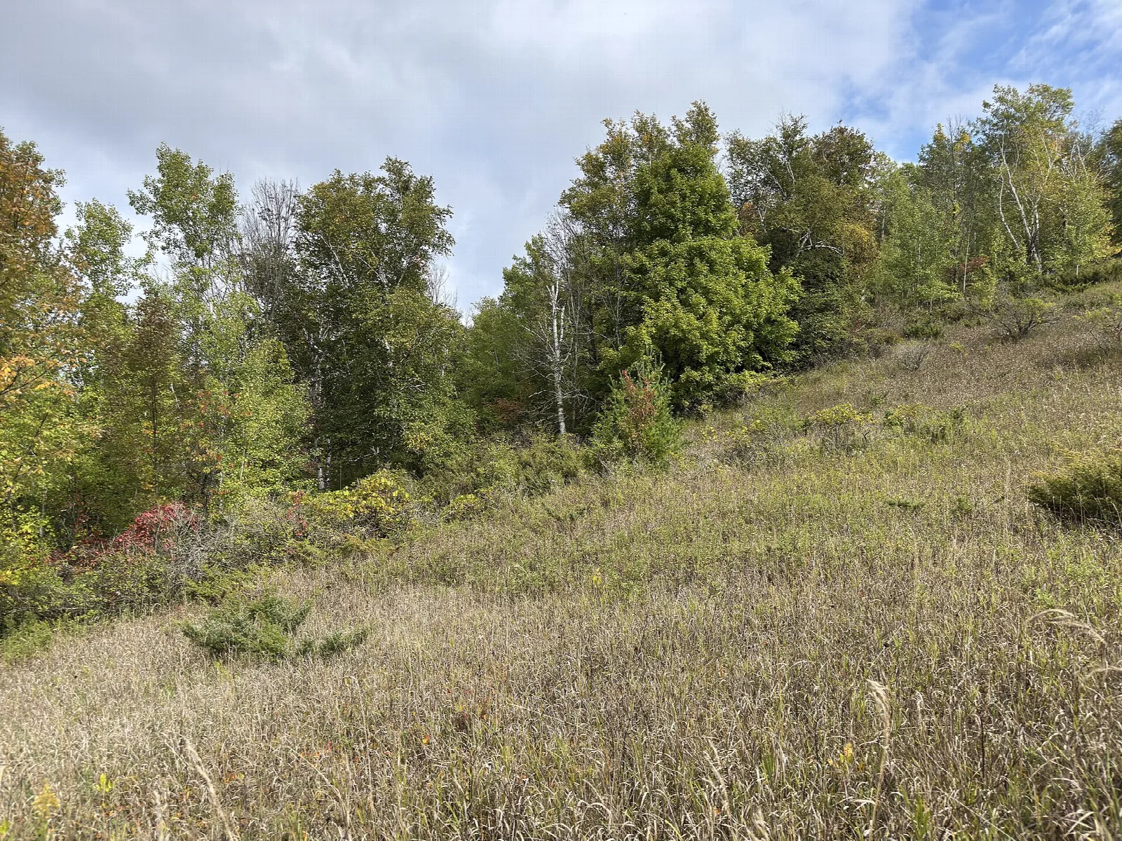 Grassy hillside edged by conifers and trees with first red fall color