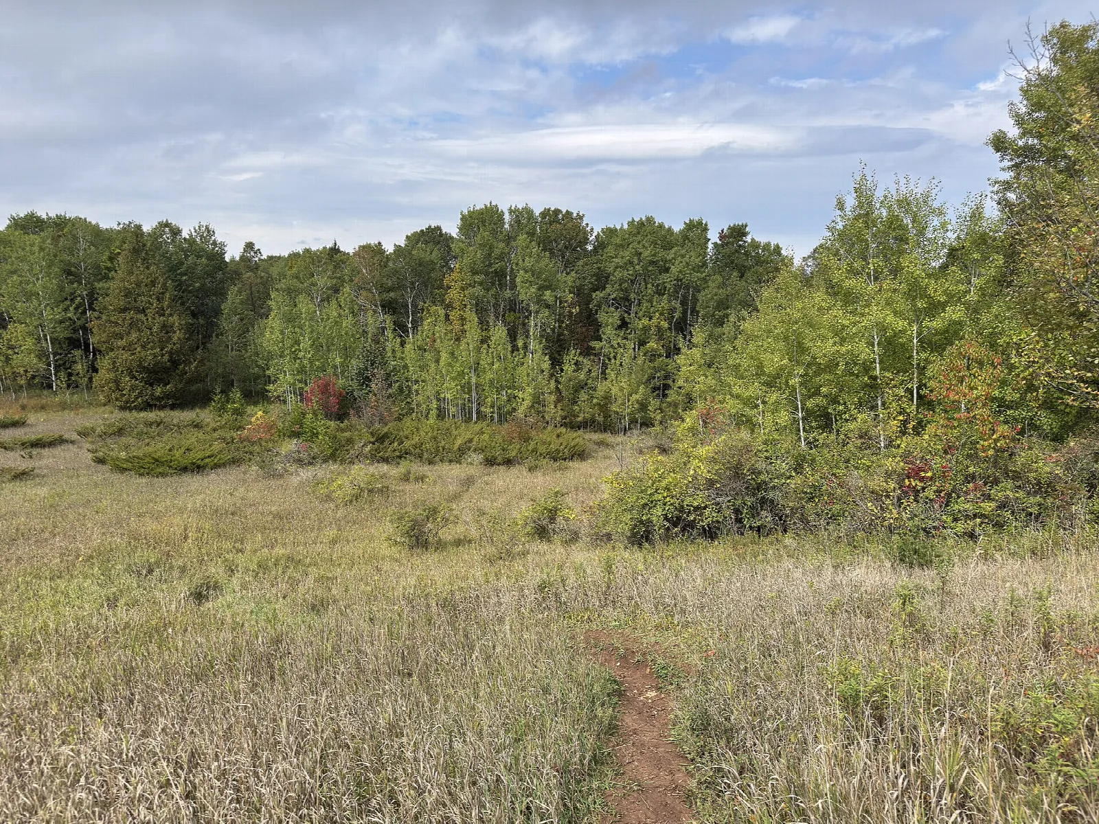 Narrow footpath through a grassy meadow toward a tree line