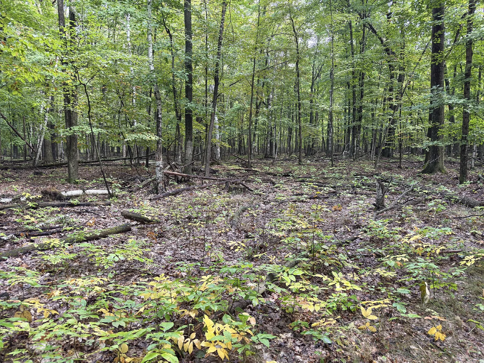 Hardwood forest floor with fallen wood under a green canopy