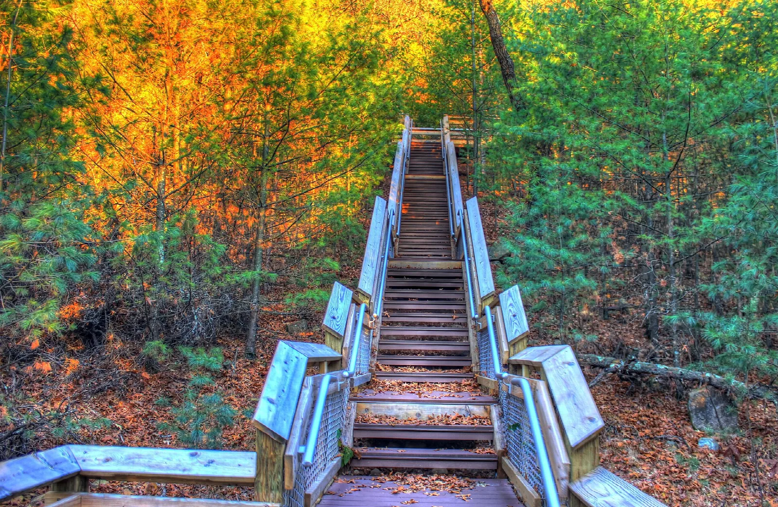 Wooden staircase climbing through autumn trees