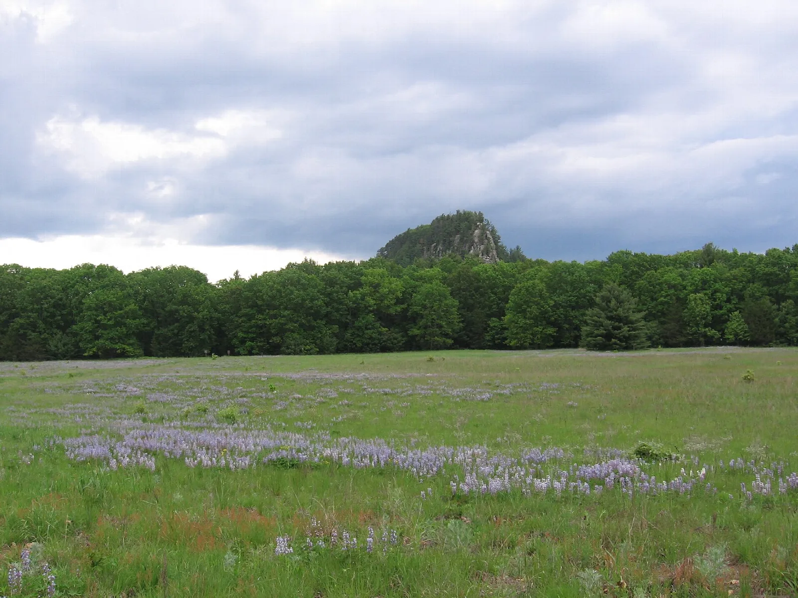 Green meadow with purple flowers and a rocky mound rising above the tree line