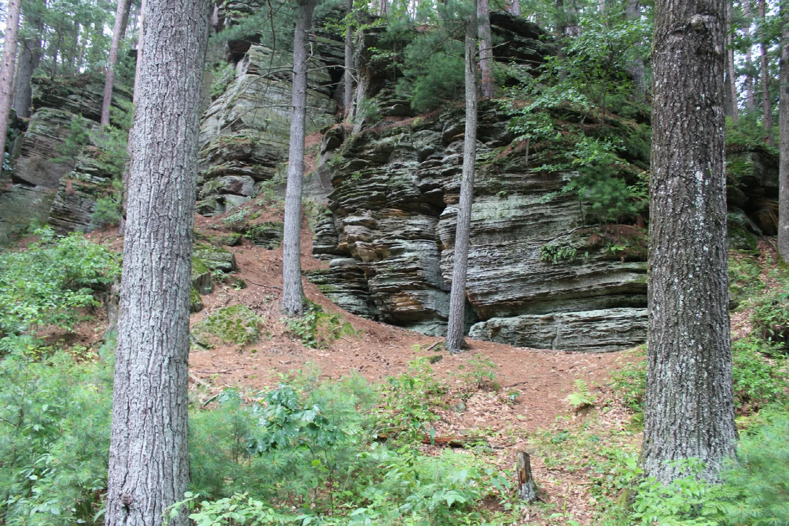 Layered sandstone outcrop among tall pine trees