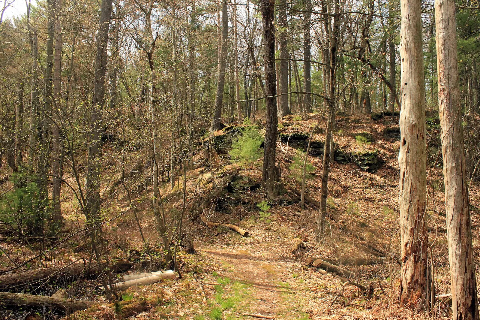 Wooded hillside with a worn path and fallen logs